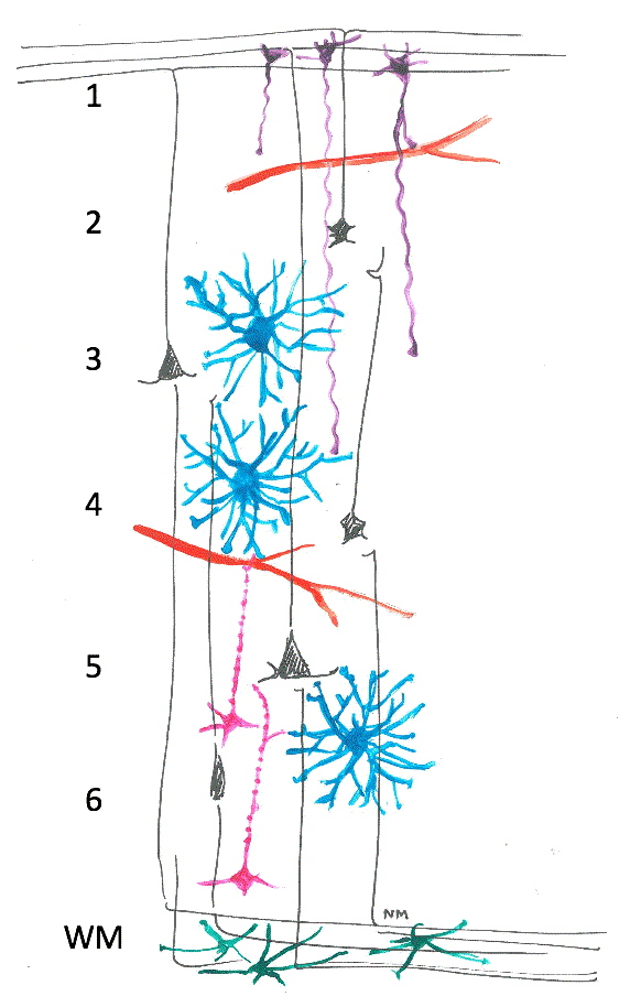 Axol-Bioscience-human-iPSC-image-ir_attachment_46199.png