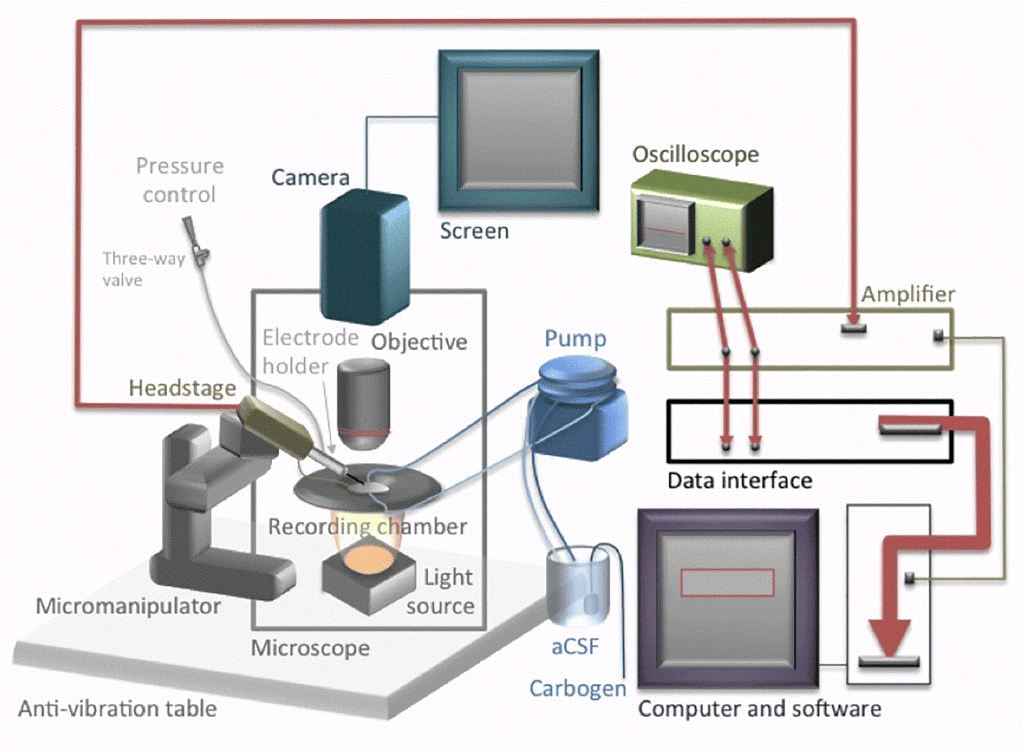 Axol-Bioscience-human-iPSC-image-ir_attachment_207.png