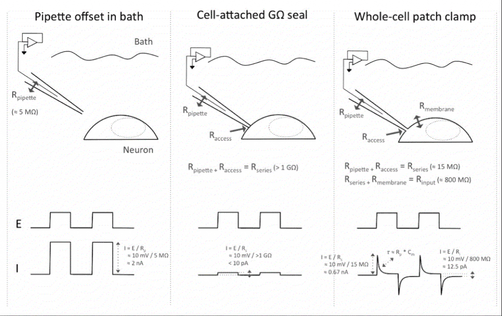 Axol-Bioscience-human-iPSC-image-ir_attachment_208.png