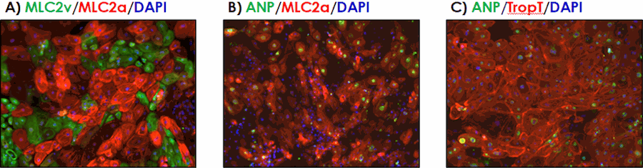 Axol-Bioscience-human-iPSC-image-1-3.png