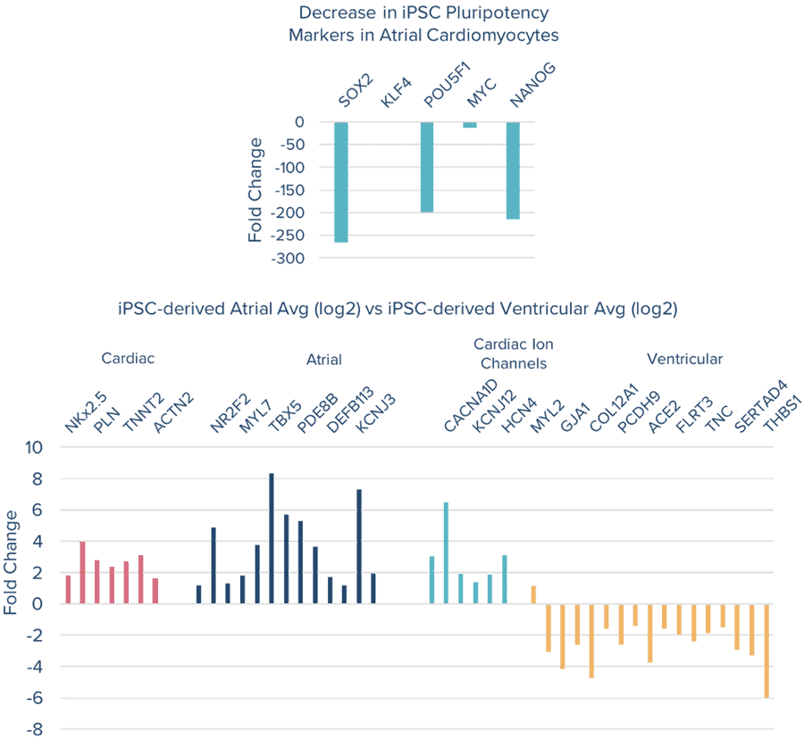 Axol-Bioscience-human-iPSC-image-2-2.png
