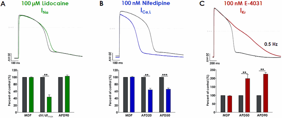 Axol-Bioscience-human-iPSC-image-3-3.png